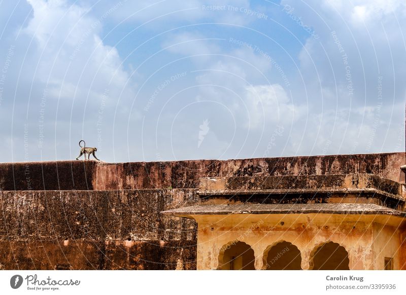 A monkey walking over the huge palace walls Palace Loneliness India Rajasthan fort travel exoticism discovery explore Sky Asia Vacation & Travel Architecture