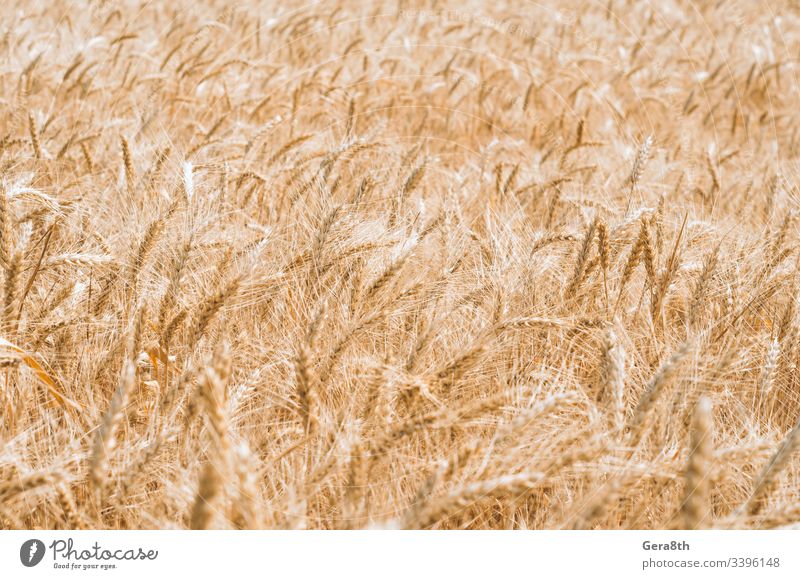wheat spikelets pattern on the field agrarian agricultural agriculture agronomy background climate color crop cultivate day farm farming field pattern gluten