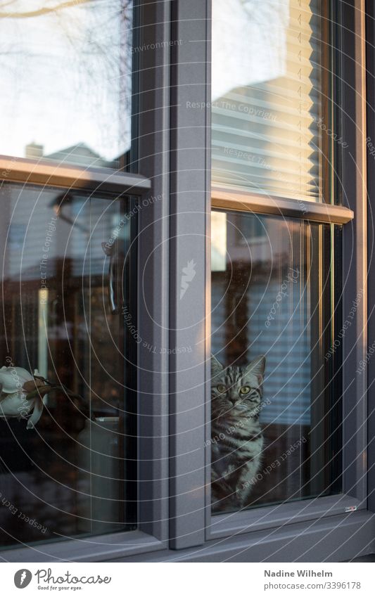 view from the window British Shorthair british shorthair cat Animal Pet Cat Colour photo Animal portrait Domestic cat Looking Reflection Window view outside