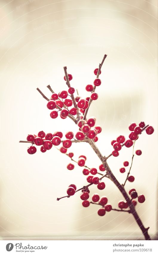 holly berries Plant Winter Bushes Wood Blossoming Red Christmas & Advent Christmas decoration Ilex Rawanberry Decoration Twigs and branches Colour photo