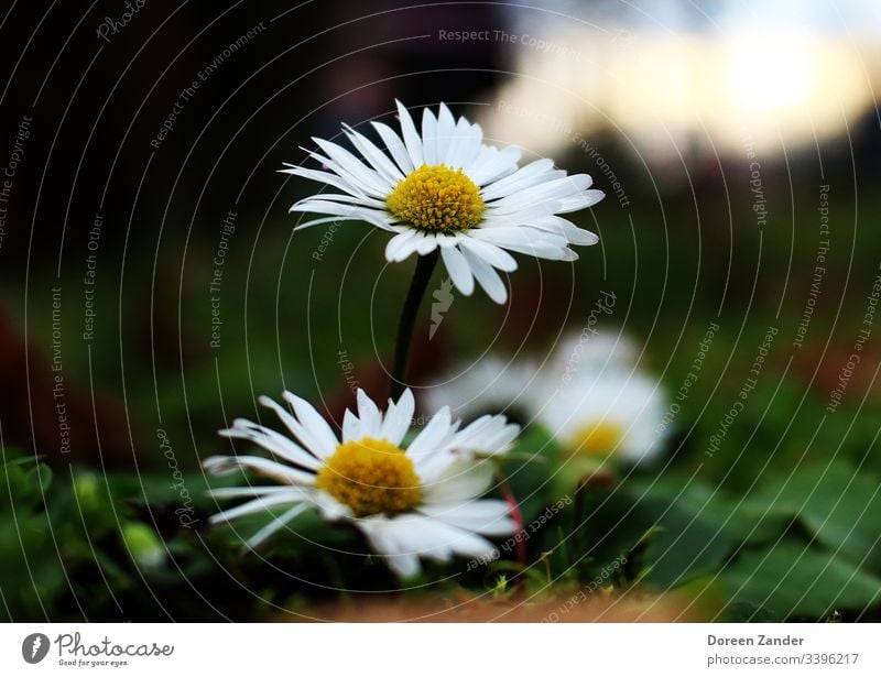 Daisies in a meadow Daisy Flower Meadow Spring Nature White Grass Close-up Lawn Exterior shot Garden Colour photo Blossom Plant Flower meadow