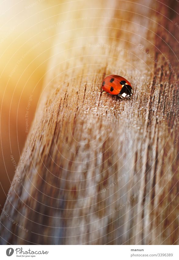 Ladybirds, crawling on the wooden path, shining in a pale light, which gives the impression of cosy warmth of the sun and makes you think of happiness