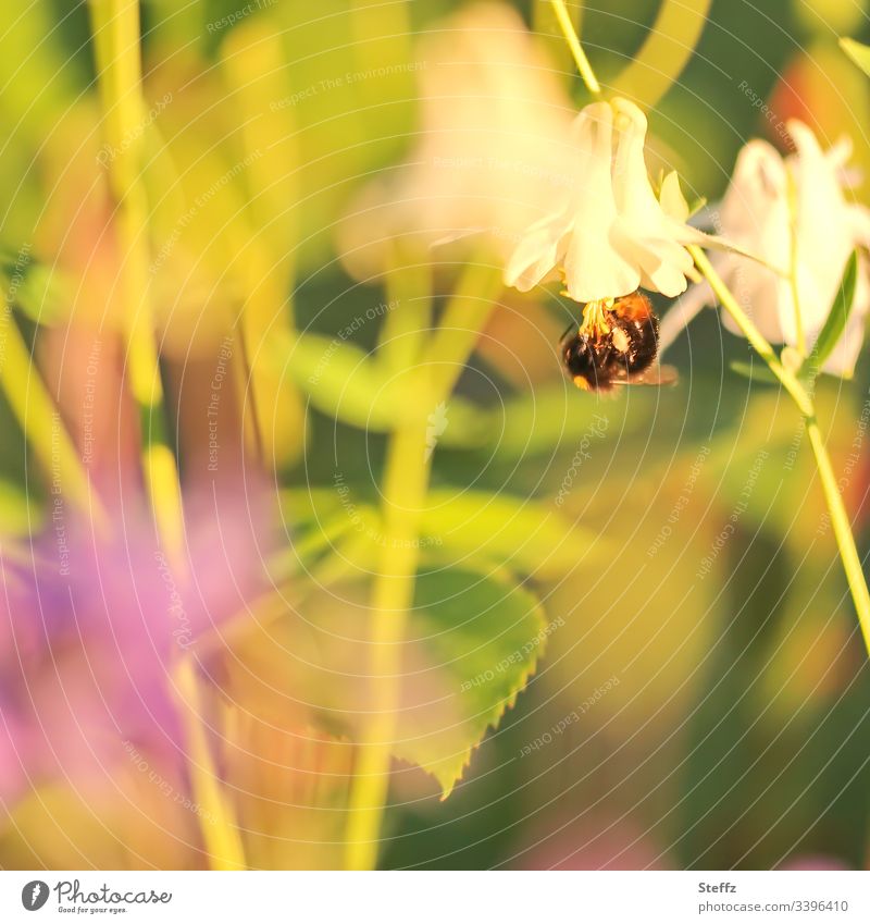 a bumblebee hangs upside down from a summer flower Bumble bee Insect idyllically Summer Colours Summerflower Start of summer Flower Blossom blossom sunny