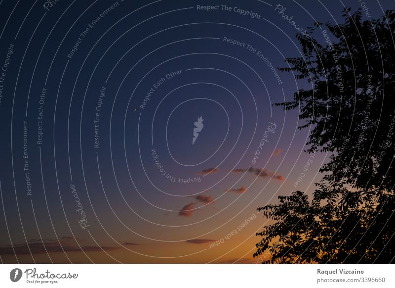 Beautiful landscape of a dusk sky, with the new moon in the background and leaves of trees backlighting sunset twilight nature clouds sunrise orange silhouette