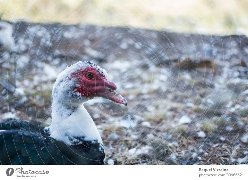 Head portrait of a muscovy black duck in the park, on the other side of the fence. animal bird nature goose beak water caged feathers farm wildlife head red