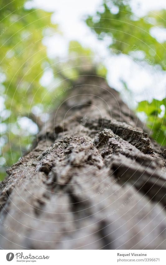 Low angle of a tree trunk, focused in the foreground and its green cup in the background and out of focus. treetop nature forest moss wood low angle plant bark