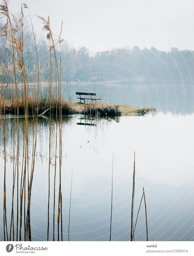 sandbank Bench Environment Nature out Lake Lakeside Promontory Reeds stalks Long Thin silent Reflection windless Horizon Forest hazy Sky Cloudless sky Peaceful