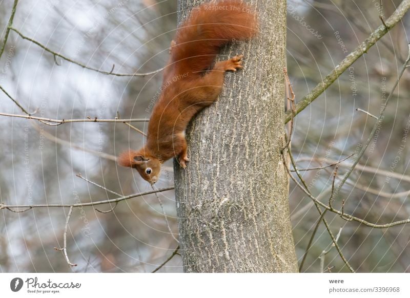 European brown squirrel in winter coat at the feeding house - a