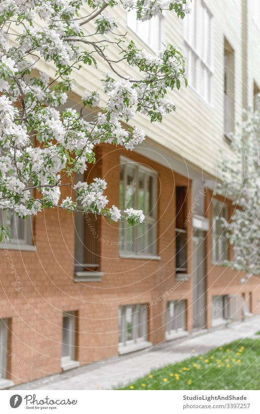 Facade of brick building and blooming trees house facade window windows wooden cherry tree blossom spring blossoming flowers flowering apple Canada Canadian