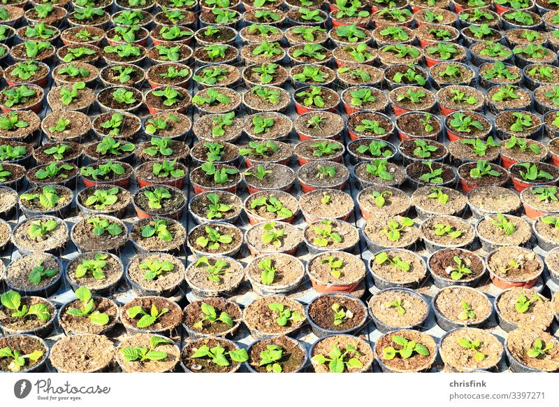 Plants in small pots Flower Sapling cuttings breeding Growth Greenhouse Agriculture Tree nursery Market garden Forestry Gardener food Environment Nature