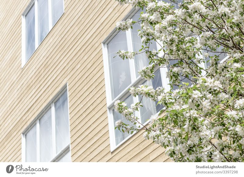 Blooming tree and windows of a modern building house facade trees blossom spring branch branches blossoming bloom blooming flowers flowering cherry tree