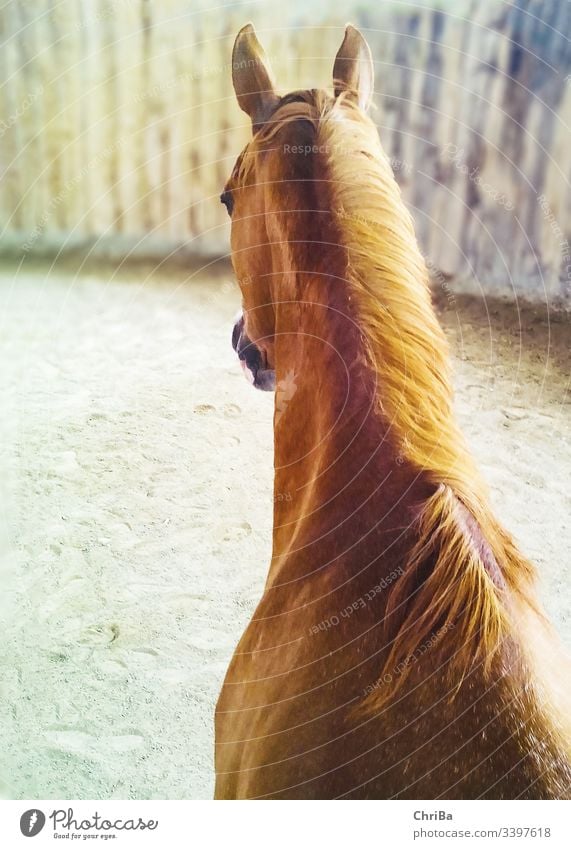 View of the head and neck of a chestnut-coloured horse from above in a roundpen Horse Hall Riding hall indoorarena mare foxy Fox angloarab Animal Exterior shot