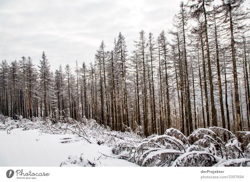 Harz winter landscape Wide angle Panorama (View) Central perspective Deep depth of field Light Day Copy Space middle Copy Space bottom Copy Space right