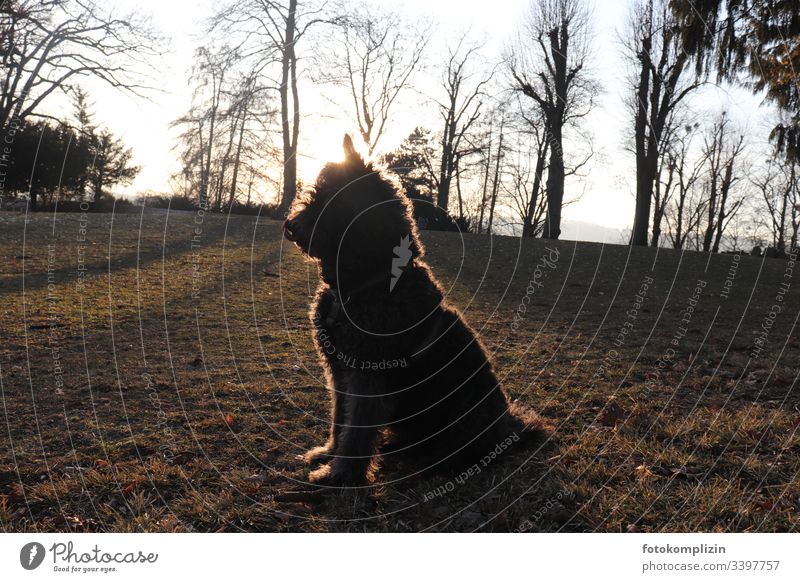 Dog in backlight cougar Back-light sedentary Pelt Walk the dog Love of animals Park Animal dog fur vigilantly Silhouette Exterior shot Pet Animal portrait