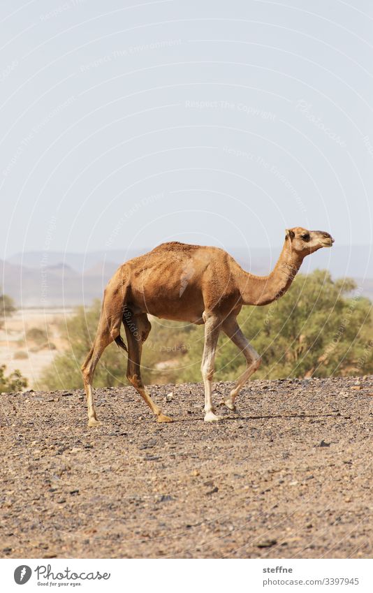 dromedary Dromedary Camel Desert aridity Animal portrait