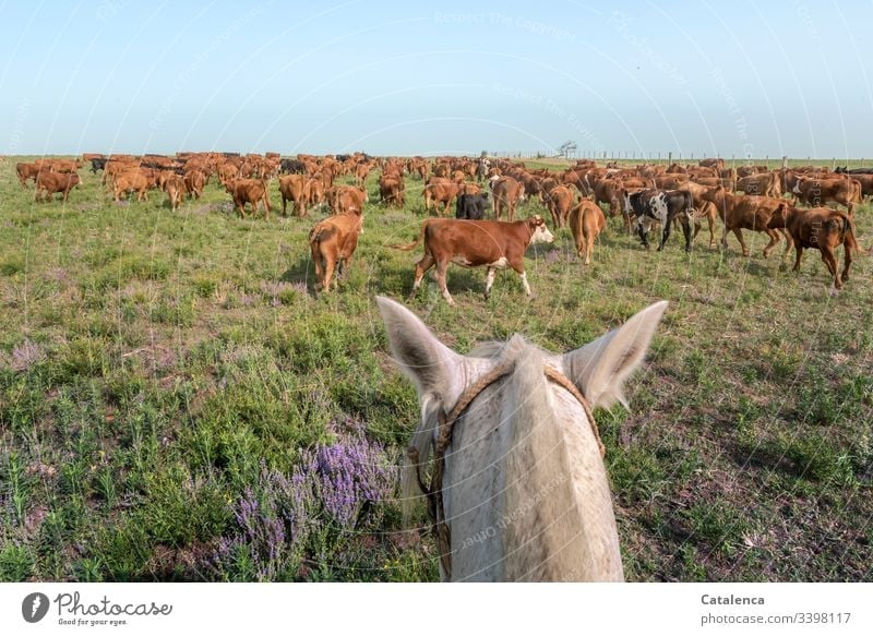 The cattle of the herd gather on the pasture overgrown with wild mint, in the foreground a horse's head Sky Summer Meadow Pampa Steppe Willow tree Farm animal