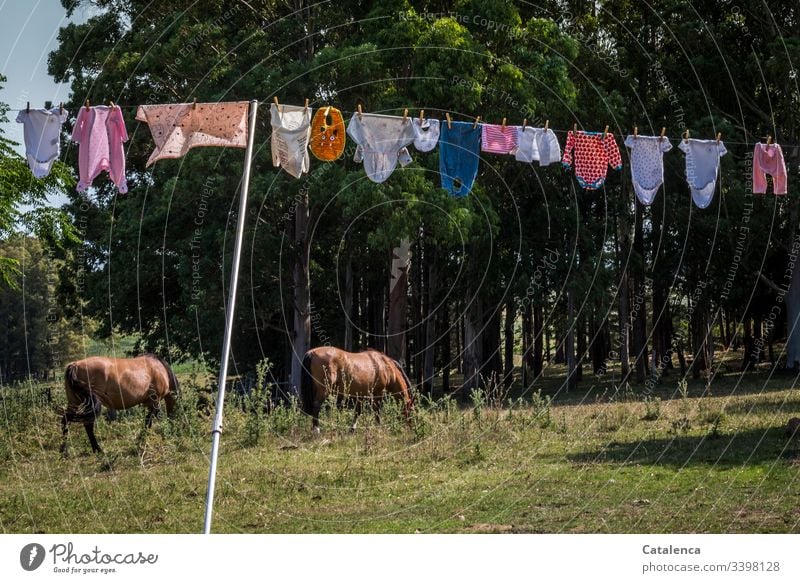 rope team | baby clothes hanging to dry in the summer breeze, two horses grazing in the background Layette clothesline Colour photo Clothing Deserted