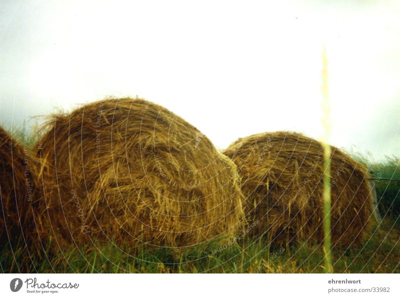 straw bale Agriculture Sylt Vacation & Travel Environmental protection Green beam Island Beach dune crop circles Gold
