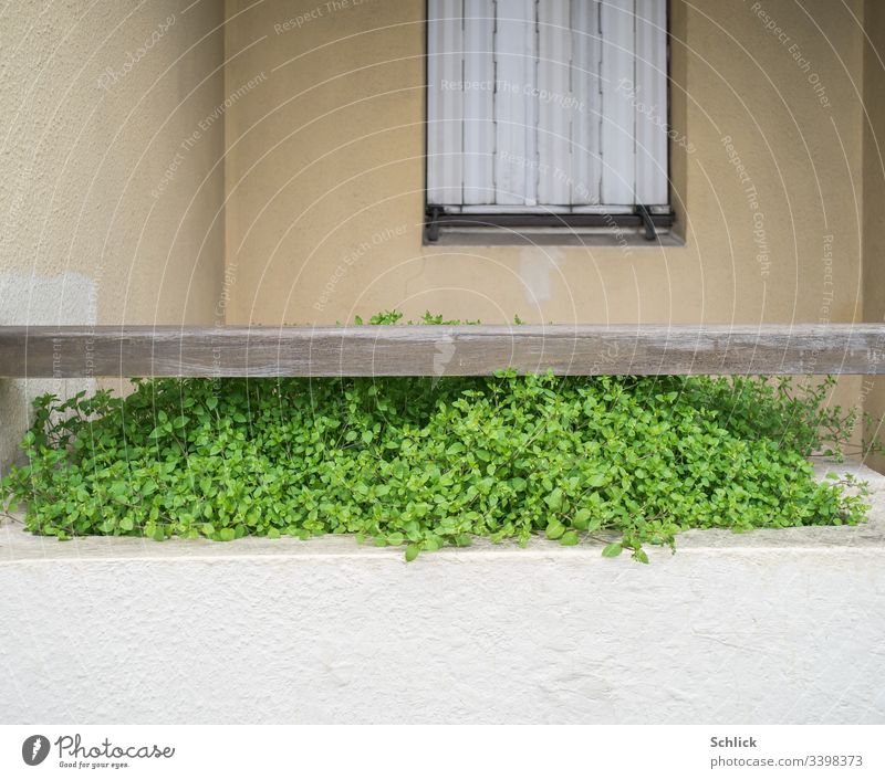 flower box with delicious chickweed (Stellaria) in front of window with closed shutters Window box Weed folding shutter Closed Green Beige White Uninhabited