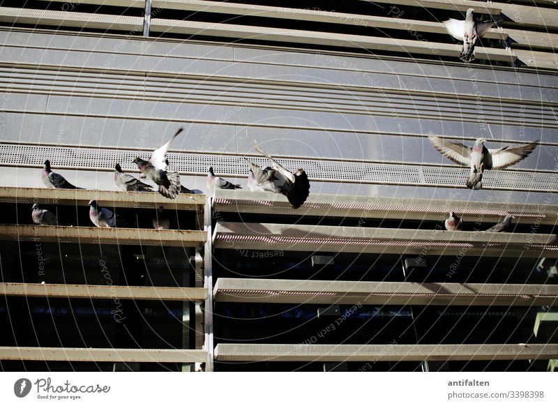 dovecote Dovecote pigeons Feather Grand piano Flying birds Freedom Beak Facade built Office building university Slat blinds slats Pigeon Day Peace Animal