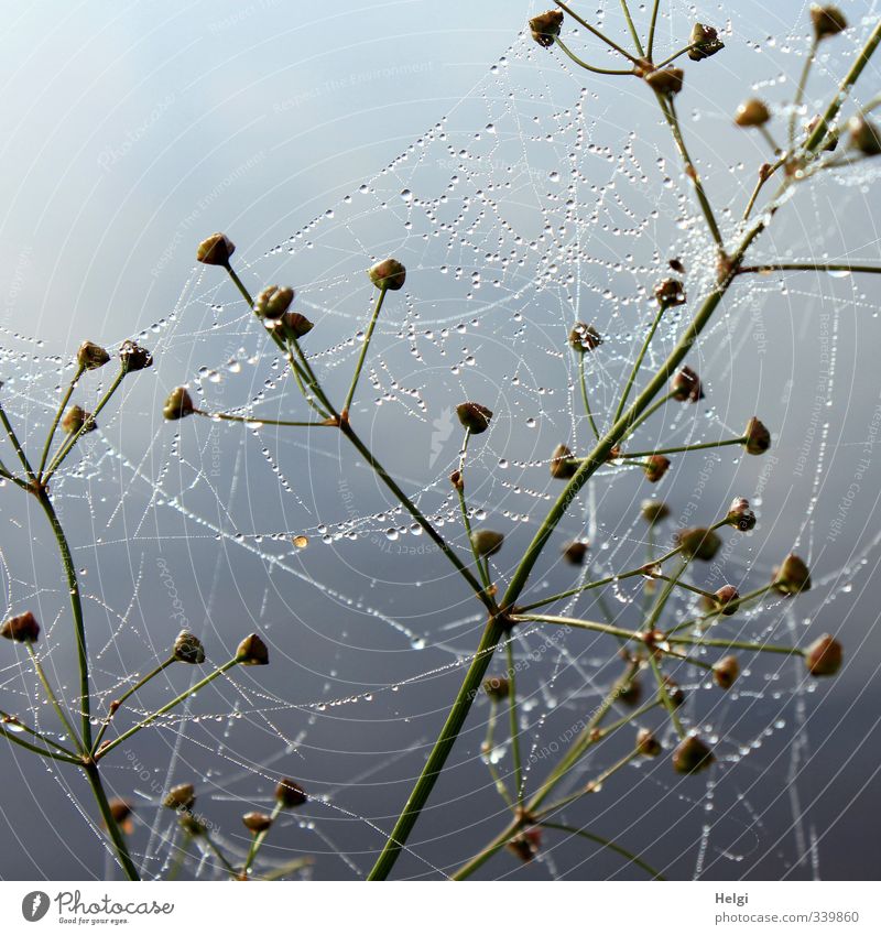 Ick gloob ick spider... A network. Environment Nature Drops of water Autumn Plant Wild plant Field Glittering Esthetic Authentic Uniqueness Natural Blue Green