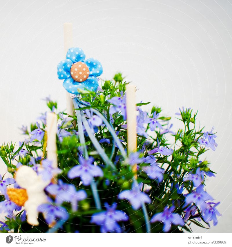 bunch of flowers Decoration Gardening Plant Flower Blossom Bouquet Authentic Fragrance Fresh Small Natural Cute Blue Multicoloured Green Violet Orange Life