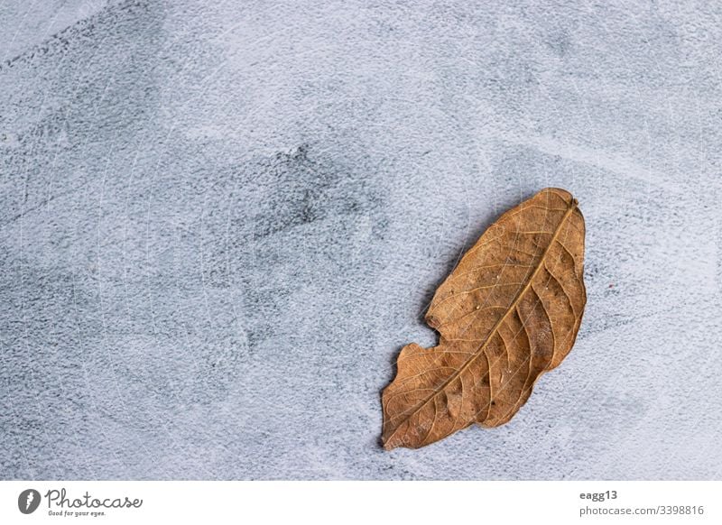 Marbling gray background with dried leaves on the edge abandoned autumn autumnal backdrop backgrounds batch beautiful beauty botany bright brown close-up