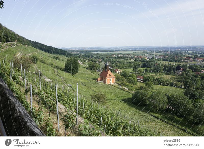 View over the vineyards of Dresden Pillnitz to the hills of Saxon Switzerland winery grape church farm germany green nature agriculture europe landscape summer
