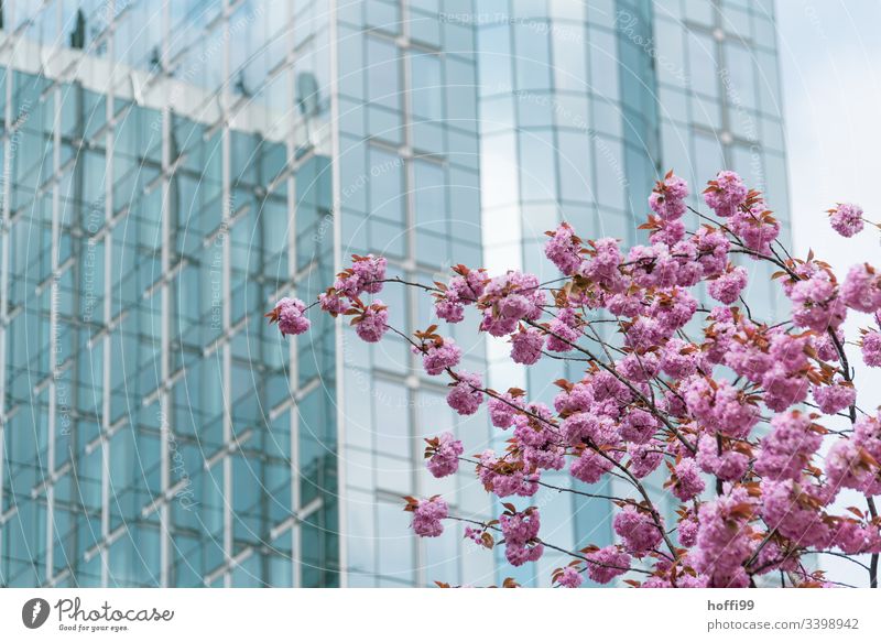 Spring in Brussels Europe European parliament Deserted Kisbloom blossoms Spring fever Pane Glas facade Politics and state Blue Alliance Society