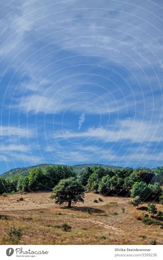 High summer sky over Sardinian landscape Sky cirrostratus clouds Forest tree Dry summer heat lack of water Willow tree parched Shriveled aridity Landscape