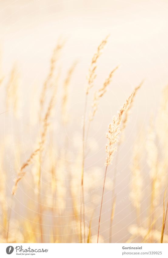 gold Environment Nature Plant Summer Beautiful weather Lake Warmth Yellow Gold Common Reed Grass Natural Golden yellow Colour photo Exterior shot Day Light