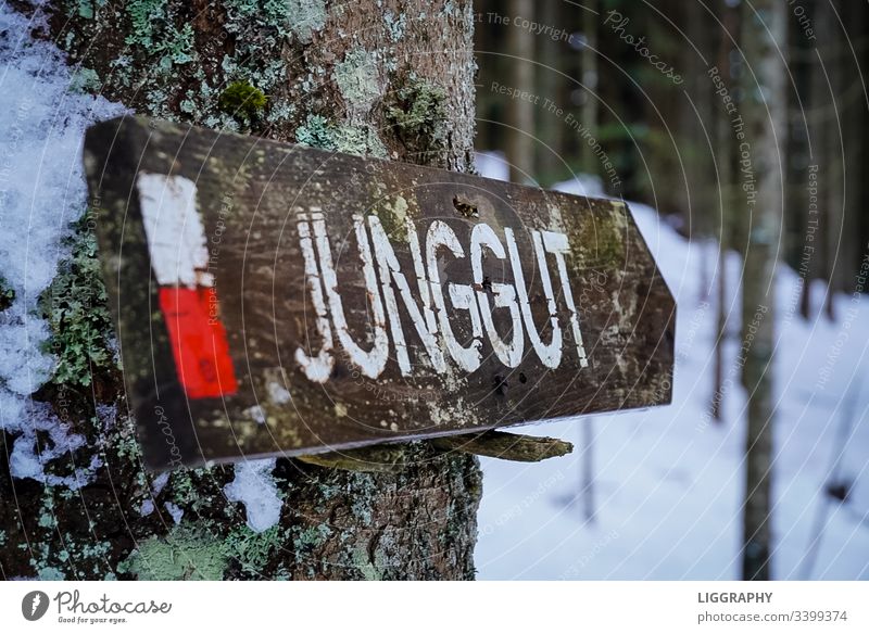 Signpost- young. Road marking Hiking youthful Good educated mountains Forest Austria Going hiking Search Joy Lonely off on one's own