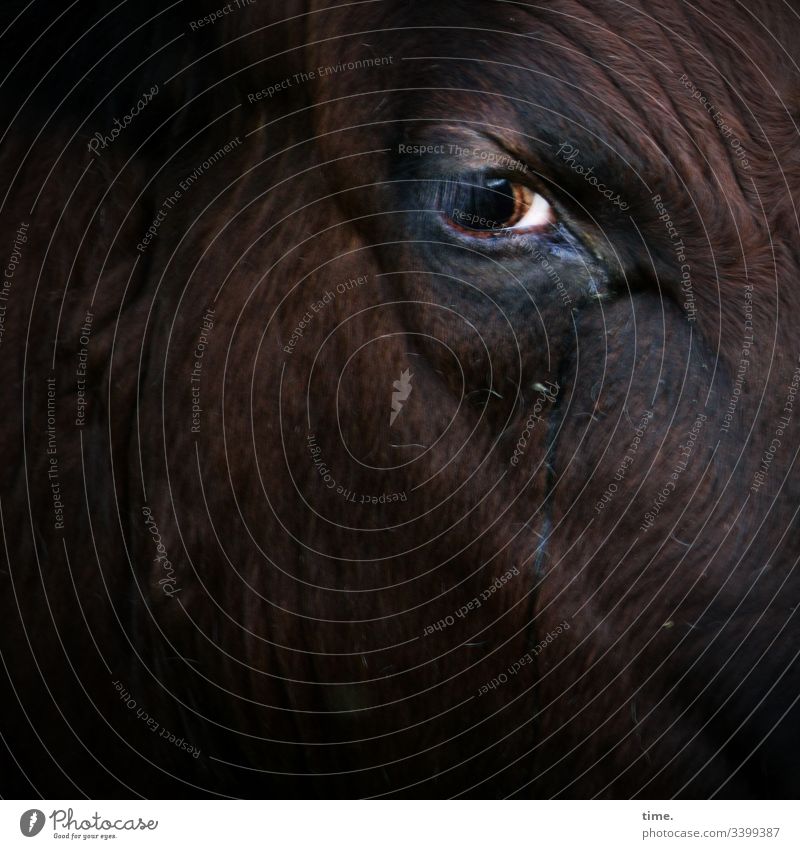 silent observer Cow see look Observe Skeptical Earnest sad Grief Dark Intensive Animal face animal portrait Eyes skin fold Pelt