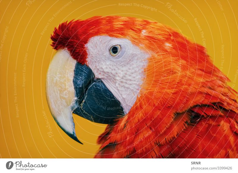 The Macaw Parrot animal ara avian avifauna beak bill bird feathered macaw neb parrot perched portrait psittacidae zygodactyl