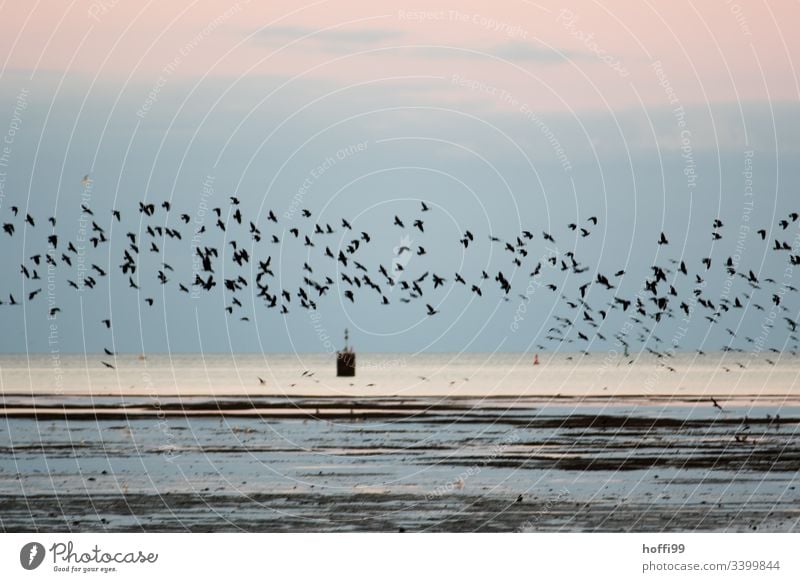 A flock of starlings in the morning over the Wadden Sea Starling Flock birds Low tide North Sea North Sea coast Mud flats watt Coast Landscape Water Beach