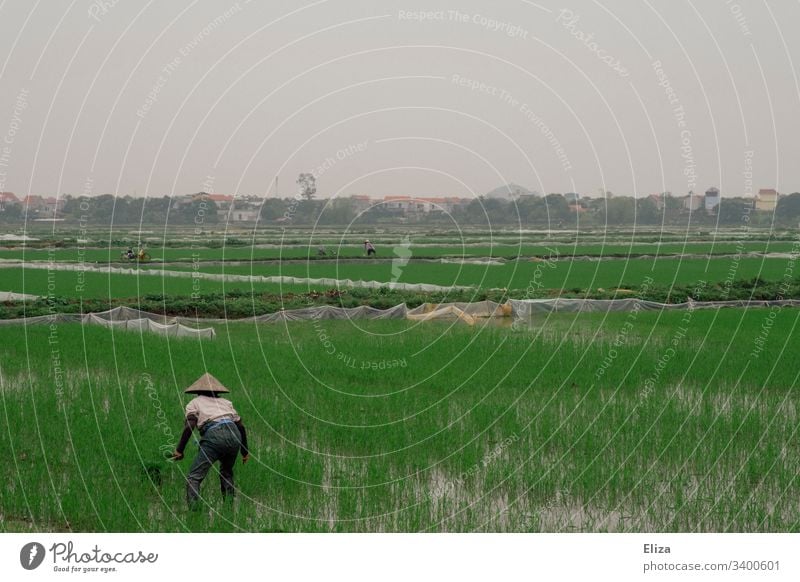A Vietnamese rice farmer at work in a green rice field Paddy field Rice peasant Rice farmer Extend Field Green Landscape Nature Agriculture Exterior shot Food