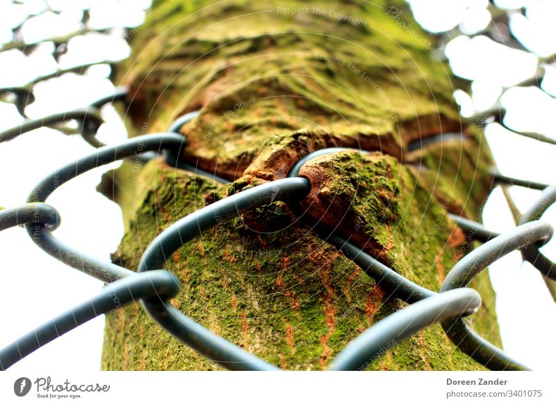 The fence in the tree Tree Tree trunk Tree bark Nature Exterior shot Green Forest Environment Day Colour photo Fence Wood Growth Spring Natural Sunlight