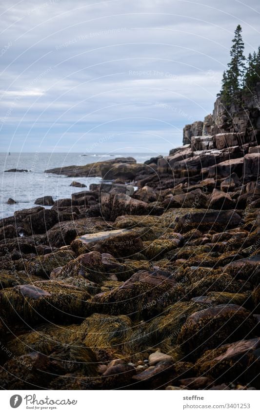 coarse Maine coast curt rocky Cold