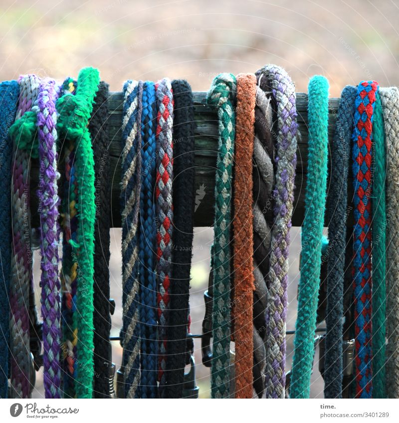 Seilschaft | recently at the paddock tapes ropes stripping leash Dew variegated Hang horse industry Plaited textile Plastic Knot Wood Fence Woven functional