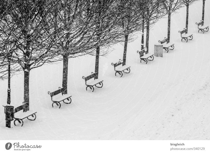 Prague Winter Tree Capital city Park Places Black White Snow Cold Bench Black & white photo Exterior shot Deserted Copy Space bottom Day
