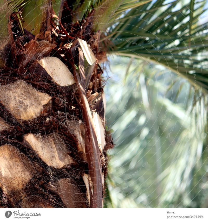 the palm frond pugs had done their work overnight Palm tree sunny palm leaf Nature Plant Splay warm Tree trunk South palm trunk User interface pruning Close-up