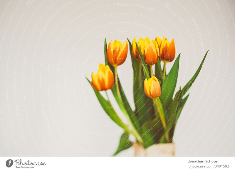 beautiful tulips in front of a light background as a gift for Mother's Day heyday flower decoration Tulip Beautiful Beauty and beauty Blossom Bouquet Bright