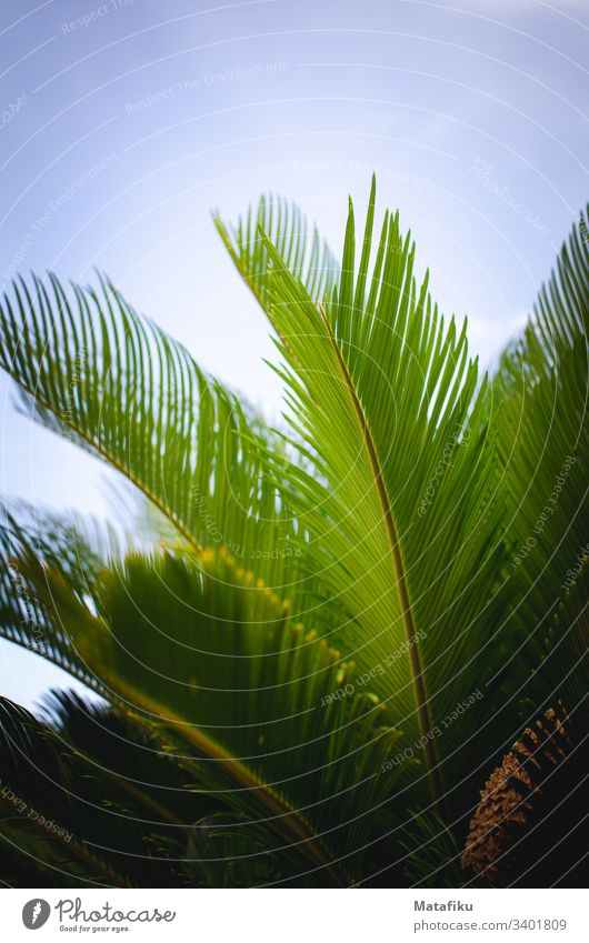 Palm leaves and blue sky green plant Palm tree flora Summer Summer vacation Blue sky Palm frond Exotic exotic Leaf Ananas leaves colored cheerful Good mood