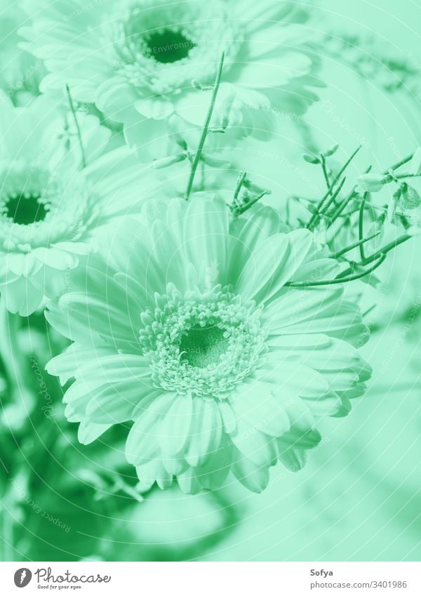 Bunch of beautiful flowers gerbera. Cold mint green tone pastel neo color nature summer spring turquoise design light green 2020 trend biscay aqua trendy