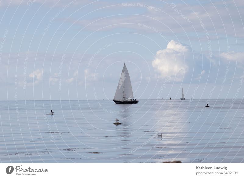 A sailing ship on the Baltic Sea off the island of Poel. boat Sailing ship Sailboat ocean Ocean gulls birds Nature Water blue sea