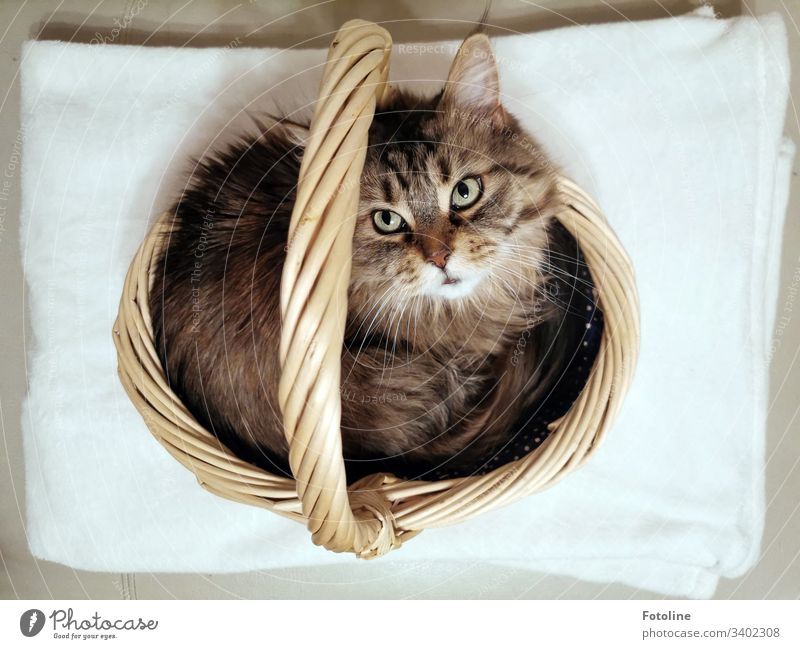 Today on special offer: Cat in shopping basket looks up into the camera MaineCoon Animal Pet Colour photo Interior shot Deserted Day Animal portrait Looking