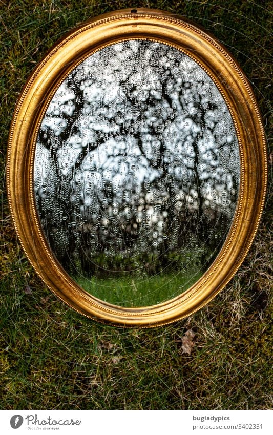 Golden Mirror lies on a foundation of moss. Drops of water run over the mirror. A gnarled hedge is reflected. Mirror image reflection Grass Moss golden