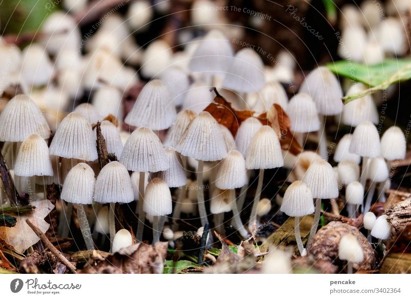 just don't push, everyone will get their turn | corona thoughts mushrooms Many quantity Forest mass event jostling proximity Small Macro (Extreme close-up)