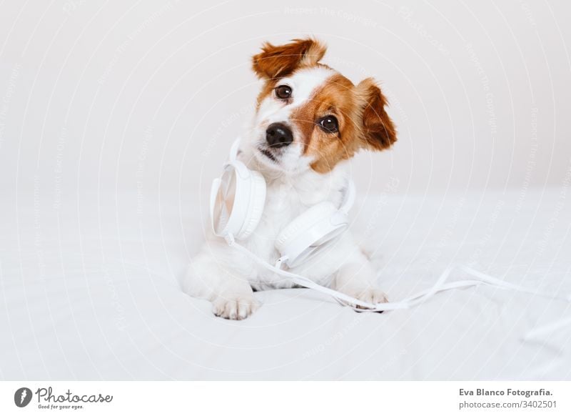 beautiful jack russell dog lying on bed listening to music on headset. home, indoors, music and lifestyle white cute pet small portrait house young studio