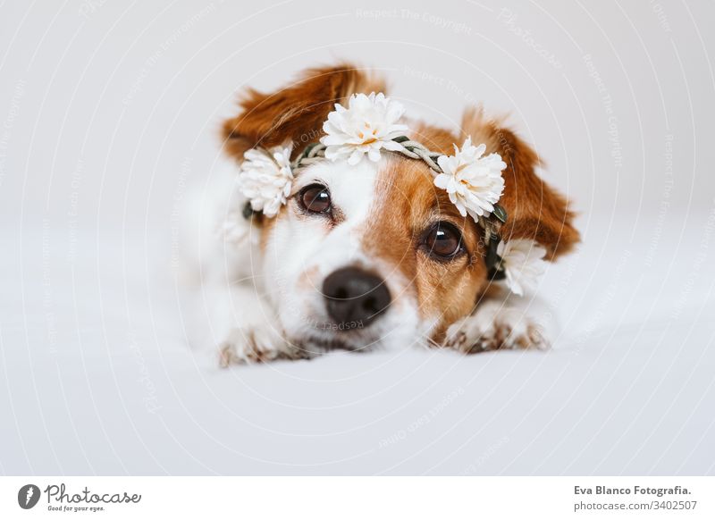 beautiful jack russell dog at home wearing a white wreath of flowers. Springtime and lifestyle concept spring springtime daytime portrait indoors cute pet small